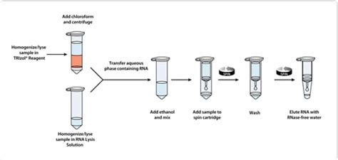 pure link rna mini kit